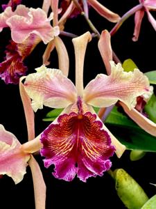 Cattleya dowiana