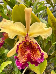 Cattleya dowiana var. aurea