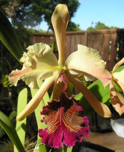 Cattleya dowiana