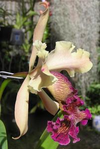 Cattleya dowiana