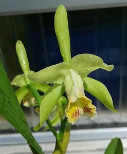 Cattleya luteola