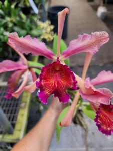 Cattleya dowiana