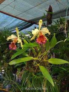 Cattleya dowiana var. aurea