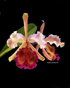 Cattleya dowiana var. dowiana