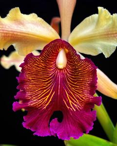 Cattleya dowiana