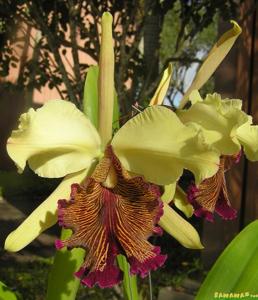 Cattleya dowiana var. aurea