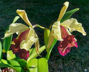 Cattleya dowiana var. aurea