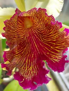 Cattleya dowiana var. aurea