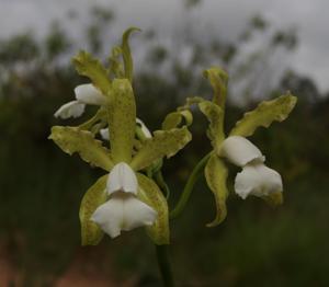 Cattleya elongata