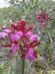 Cattleya elongata