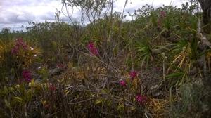 Cattleya elongata