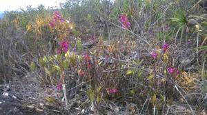 Cattleya elongata