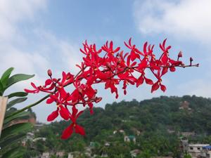Renanthera philippinensis