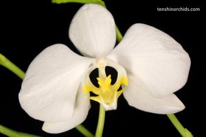 Phalaenopsis amabilis subsp. amabilis