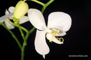 Phalaenopsis amabilis subsp. amabilis