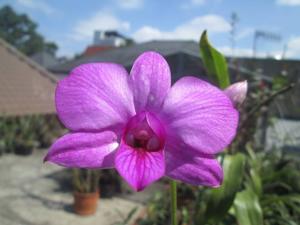 Dendrobium bigibbum