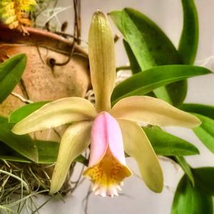 Cattleya forbesii