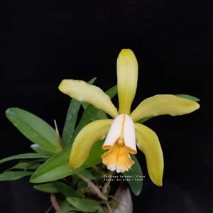 Cattleya forbesii