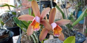 Cattleya forbesii