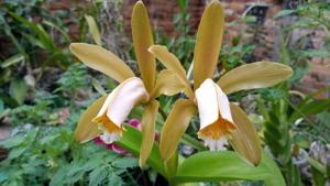 Cattleya forbesii