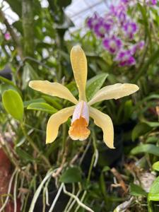 Cattleya forbesii