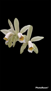 Cattleya forbesii