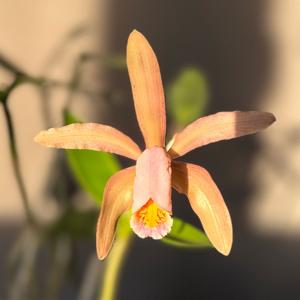 Cattleya forbesii