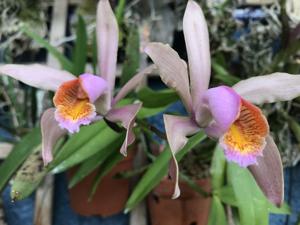 Cattleya forbesii