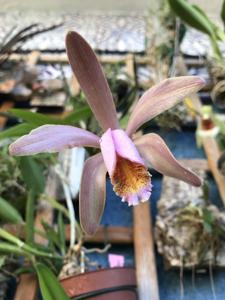 Cattleya forbesii