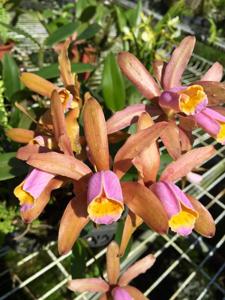 Cattleya forbesii