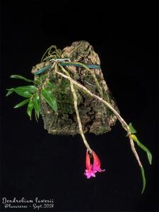 Dendrobium lawesii