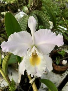 Cattleya gaskelliana