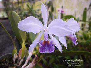 Cattleya gaskelliana