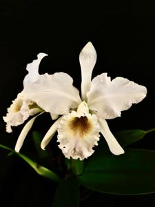 Cattleya gaskelliana