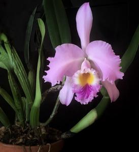 Cattleya gaskelliana