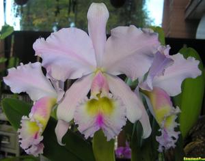 Cattleya gaskelliana