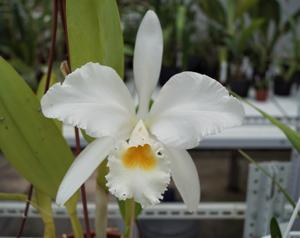 Cattleya gaskelliana