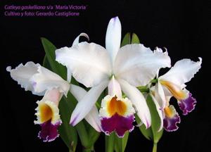 Cattleya gaskelliana