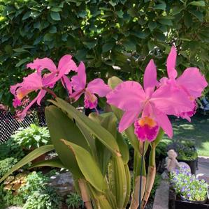 Cattleya gaskelliana