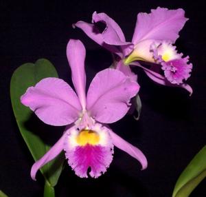 Cattleya gaskelliana