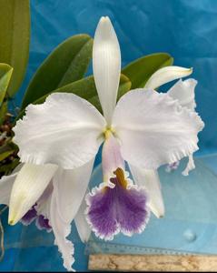 Cattleya gaskelliana