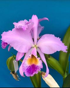 Cattleya gaskelliana