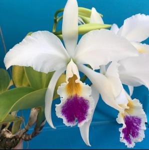 Cattleya gaskelliana