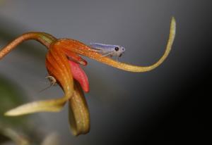 Bulbophyllum stormii