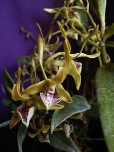 Dendrobium bicaudatum