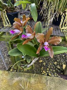 Cattleya granulosa