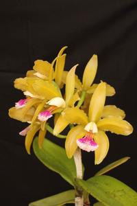 Cattleya granulosa