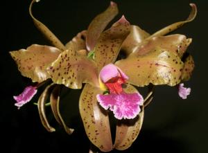 Cattleya granulosa