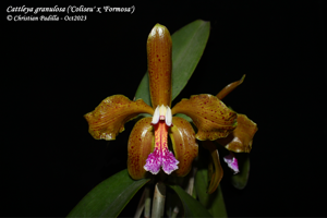 Cattleya granulosa