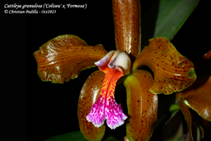 Cattleya granulosa